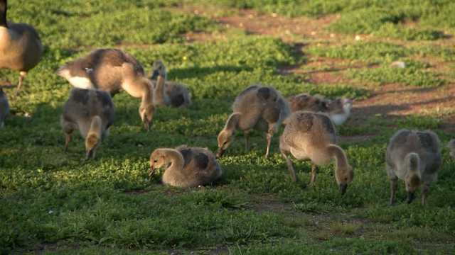'He did not hesitate': Driver runs over, kills goslings in Peabody - Vimarsana News