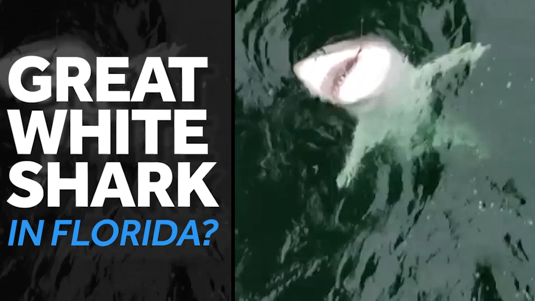VIDEO Great white shark caught, released in Navarre Beach, Florida