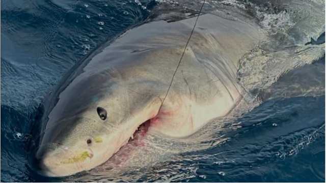 Family catches great white shark during fishing trip in Florida - Vimarsana News