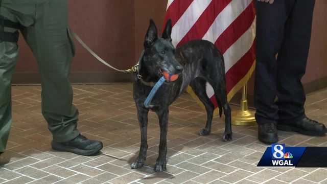 Pa. police K9 dies days after retirement - Vimarsana News