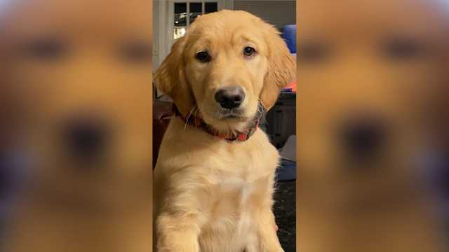 Animal Rescue League of Boston: Top tips for preventing lost pets - Vimarsana News
