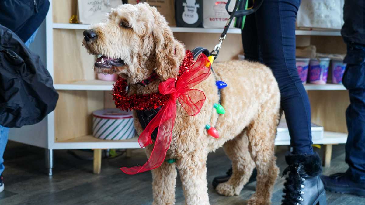 Quincy restaurant hosts holiday pet party to support local shelters