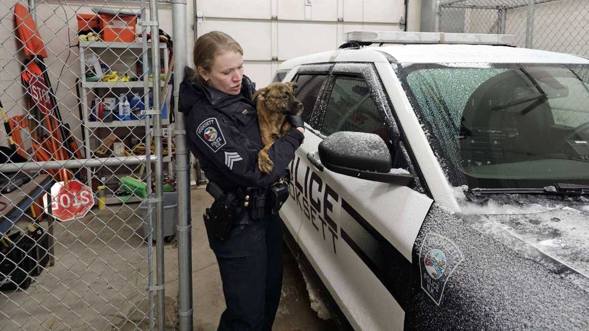 15 dogs rescued from NH home in deplorable condition, police say