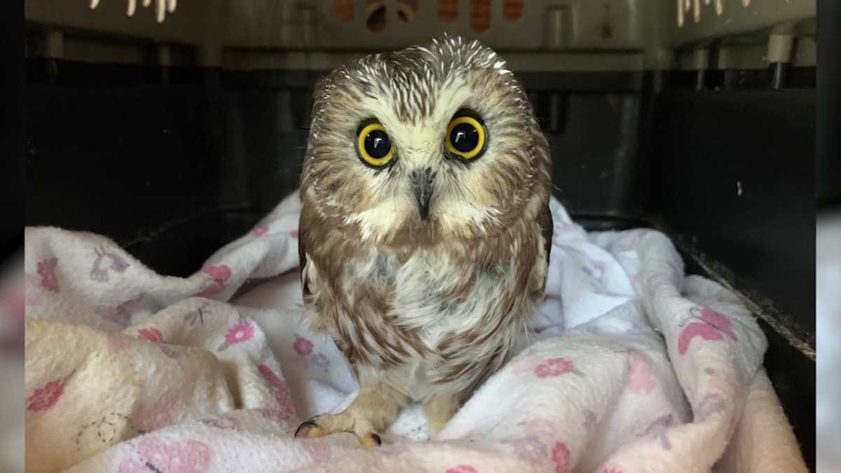 rockefeller owl plush