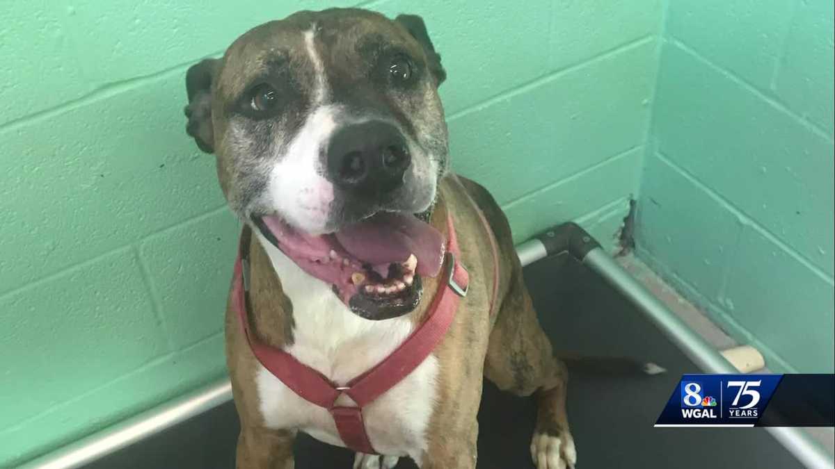 Dog finds forever home after seven years in Pennsylvania shelter