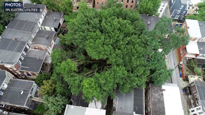 يتعين على أطقم العمل إزالة شجرة دردار ضخمة عمرها 80 عامًا تشعبت في منازل وسط مدينة هاريسبرج.