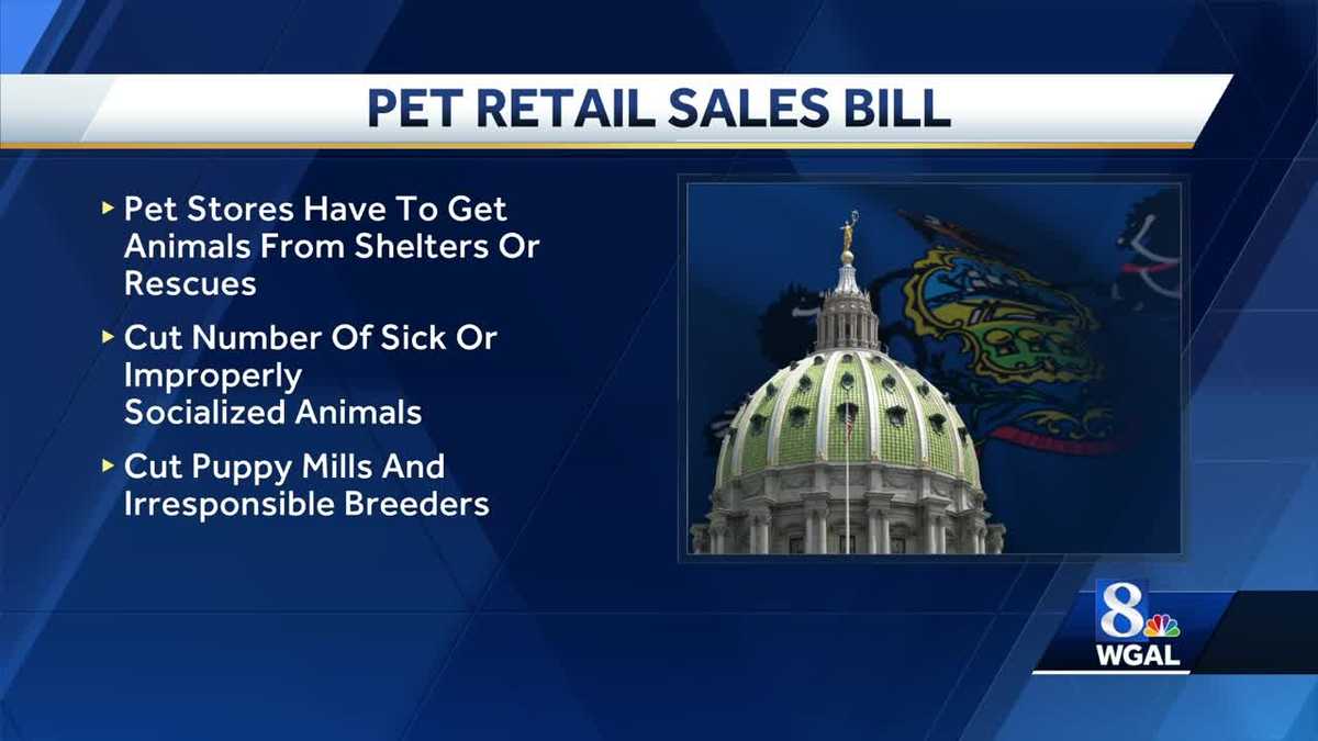 Humane Society calls for new pet store laws in Pa.