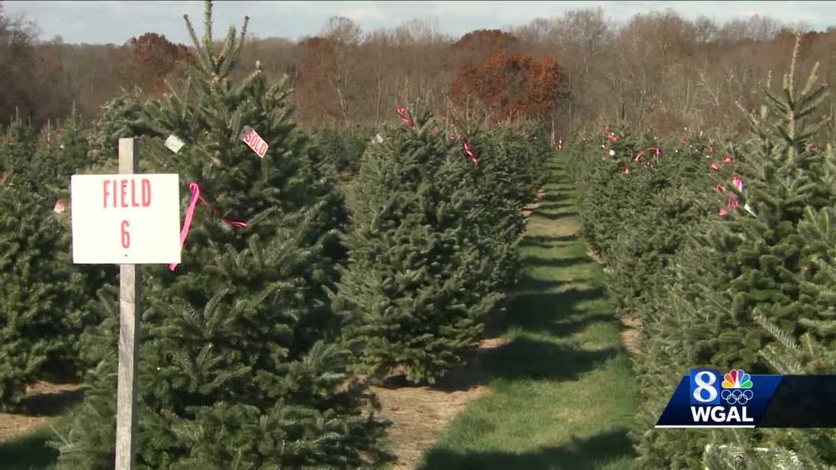Live Christmas trees in high demand