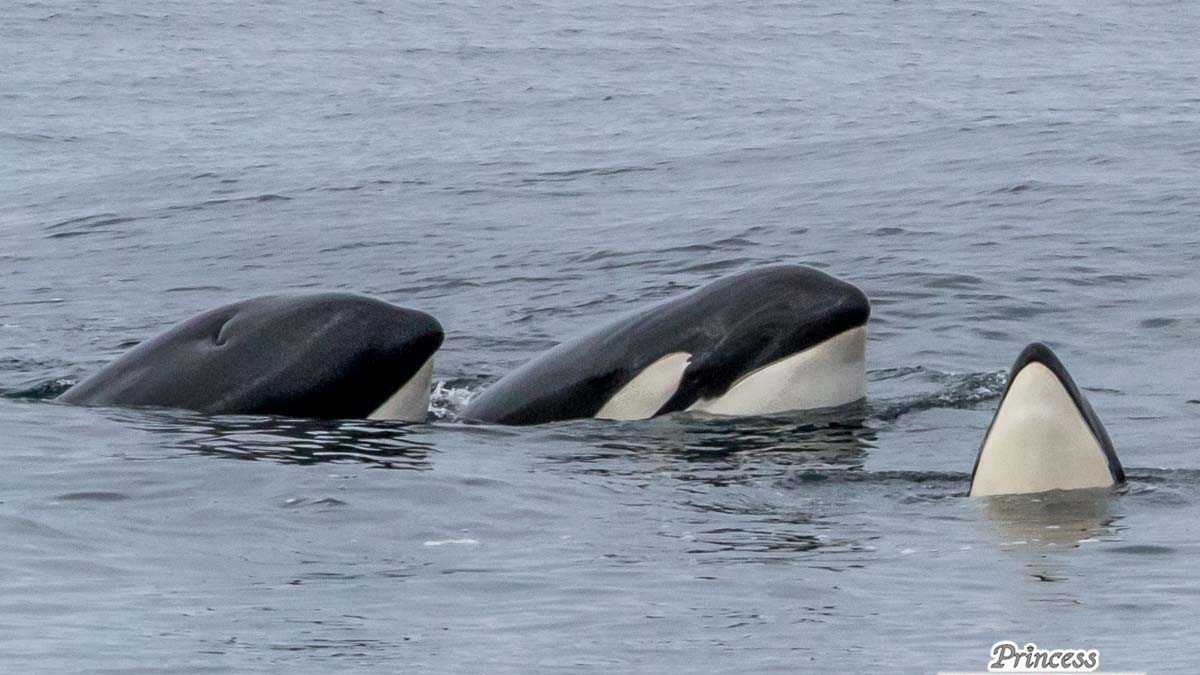 WATCH: Pod of orcas visits whale watching tour off California coast - Vimarsana News