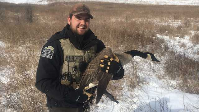Kansas Wildlife Area Manager to the rescue: Frozen wild-goose chase has happy ending - Vimarsana News