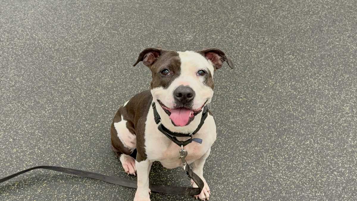 'As sweet as the cookie': Meet Oreo, the Nebraska Humane Society's pet of the week
