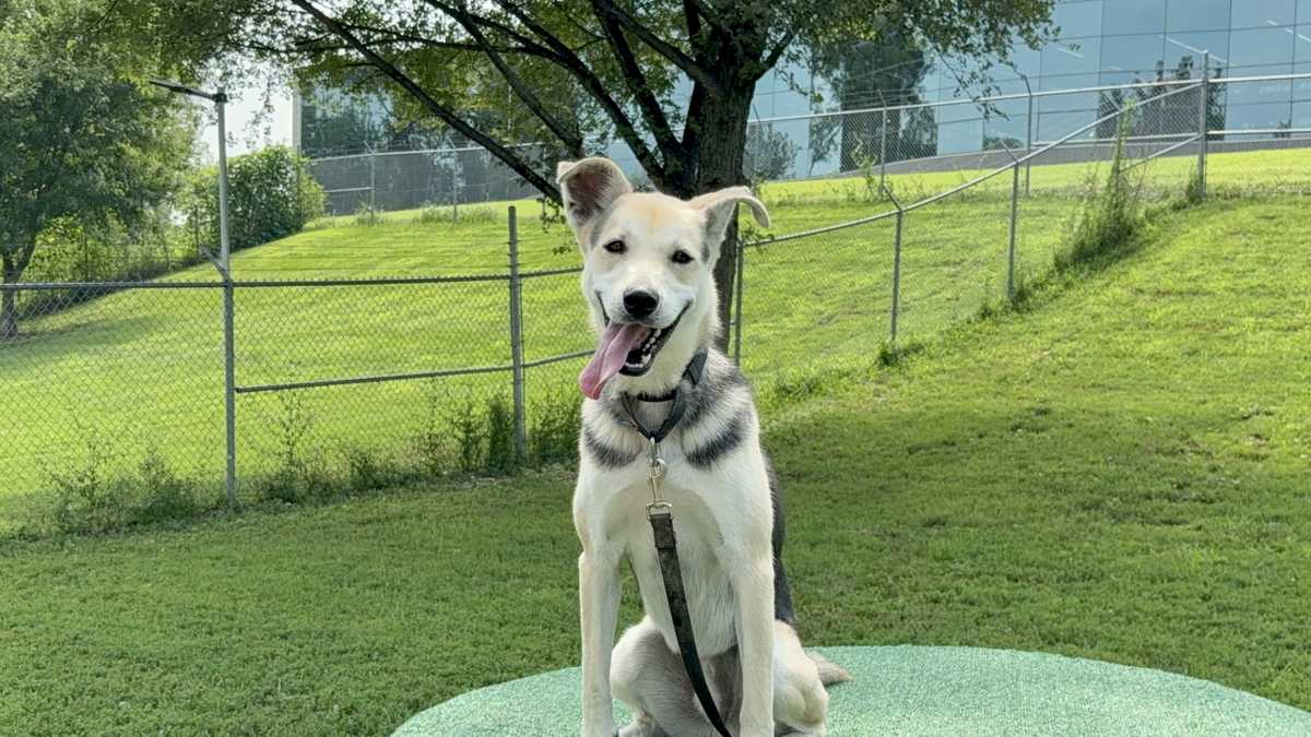 Meet the Nebraska Humane Society's pet of the week