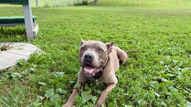 Shy at first, but then friendly: Meet Luna, the Nebraska Humane Society's pet of the week