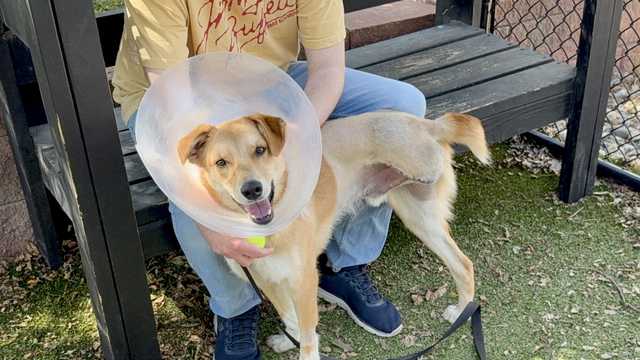 Be the Juliet to this Romeo: The Nebraska Humane Society's pet of the week