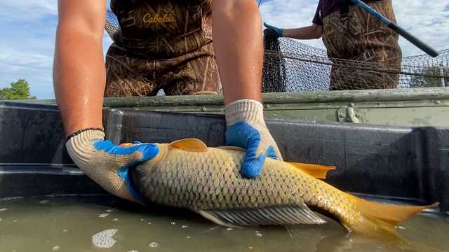 PGC removes invasive carp at Middle Creek Wildlife Area - Vimarsana News