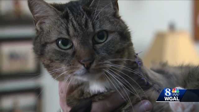 Cat shot, wounded in York County; owners want to find person responsible - Vimarsana News