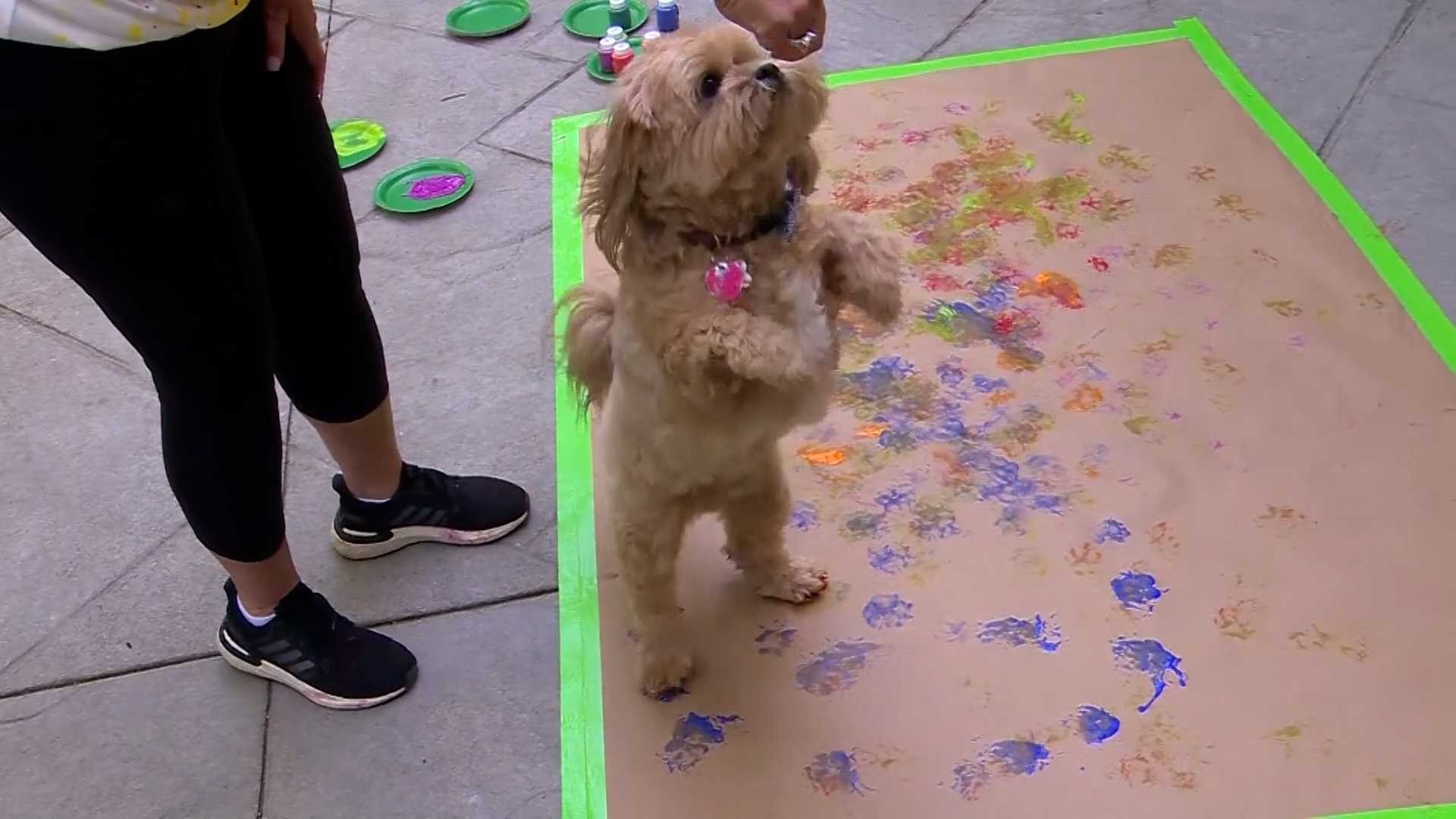 A dog named Jackson is creating works of art for good cause - Vimarsana News