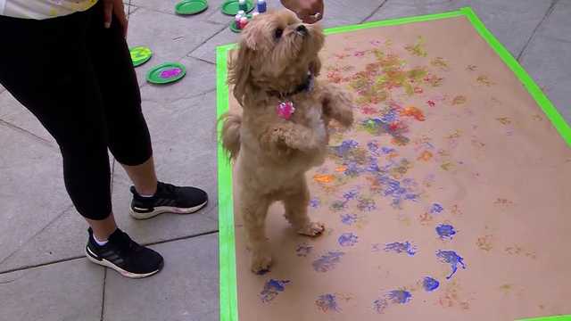 Mass. dog's artwork to raise money for Alzheimer's Association - Vimarsana News
