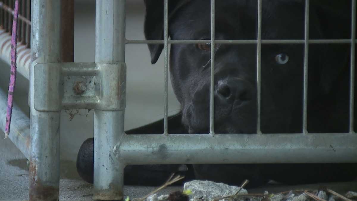 Jasper Animal Rescue is double its capacity, anonymous donor making it