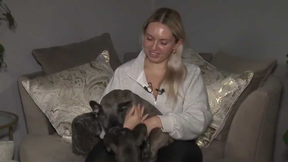 French Bulldog Taken From Front Yard in San Jose Reunited With Family – NBC  Bay Area