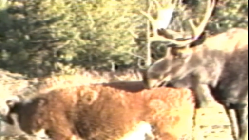 Meet Jessica the cow: Vermont moose and cow form unlikely bond in 1986 video