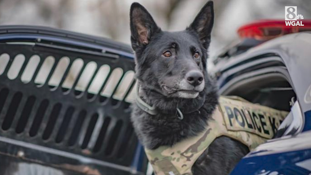 Dauphin County K-9 retires after 8 1/2 years on police force - Vimarsana News