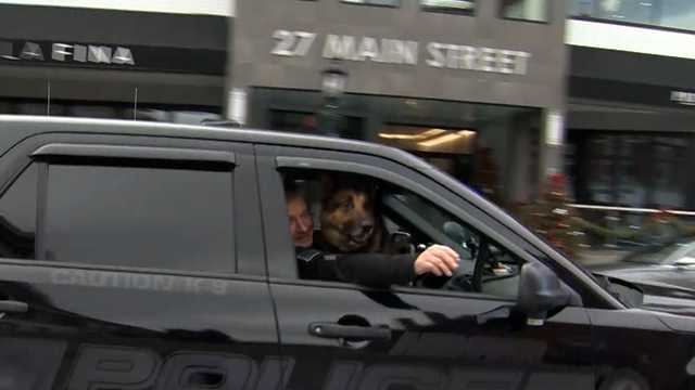 Town salutes K9 Grimm before he crosses 'Rainbow Bridge' - Vimarsana News
