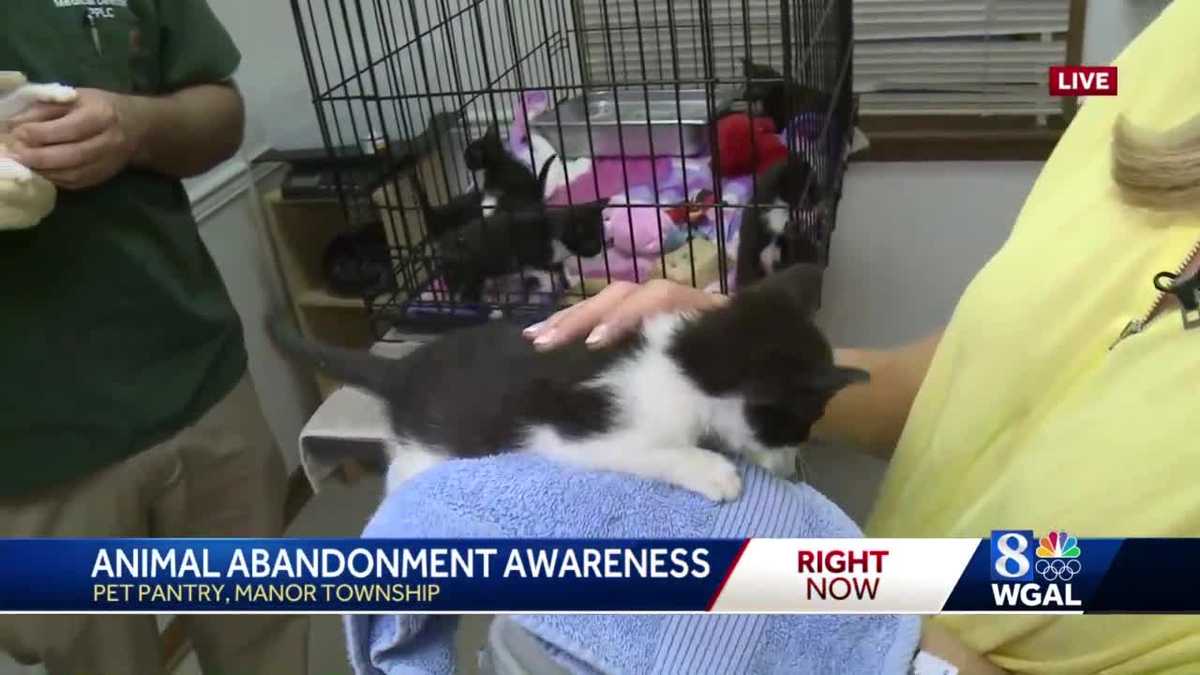 7 kittens left at Lancaster County's Pet Pantry