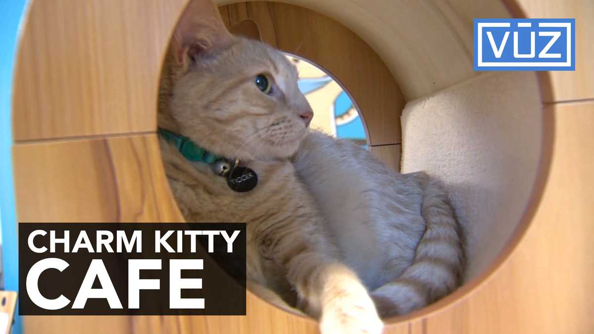 Charm Kitty Cafe brings coffee lovers, cats together