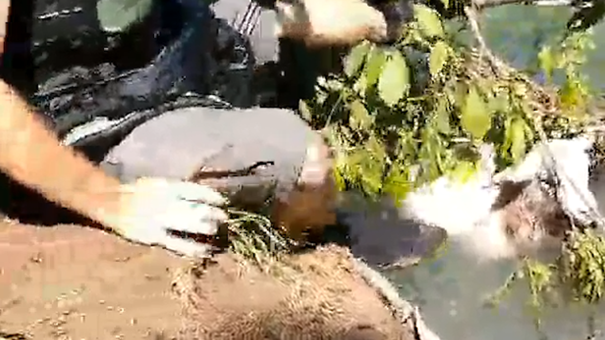 Lamb rescued from Buffalo River