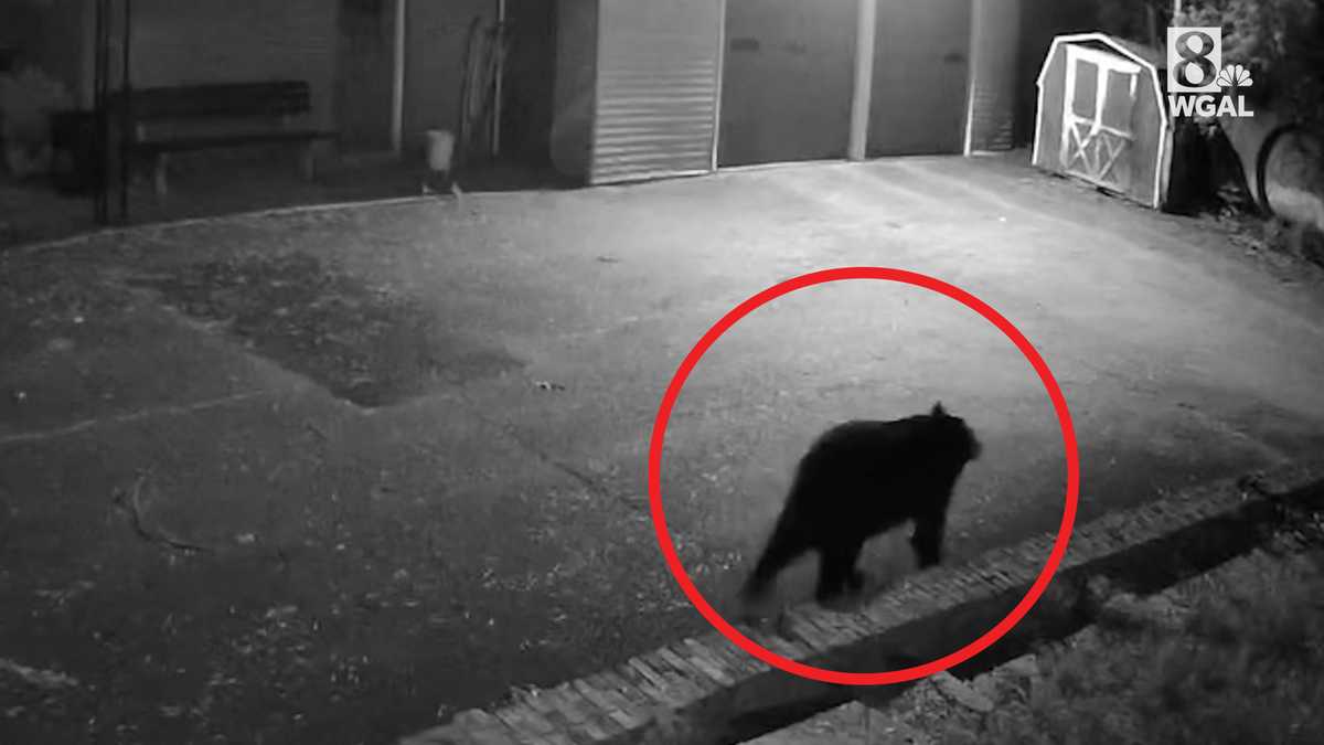 Another bear spotted in Lancaster County, Pa.