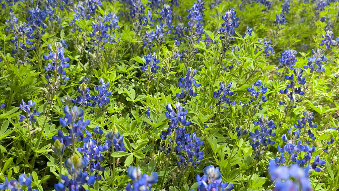 Good news, Oklahoma gardeners. We may have seen our last freeze of the spring