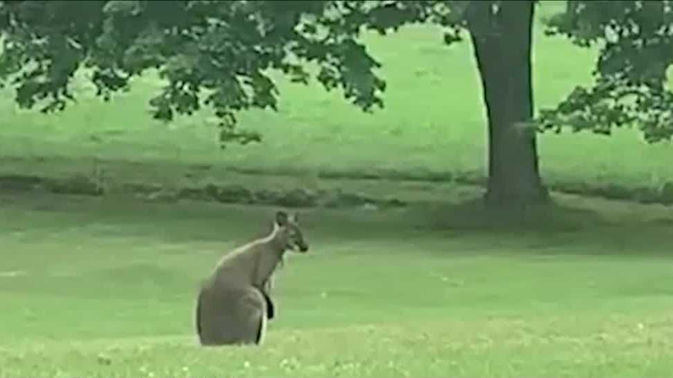 wallaby jumping