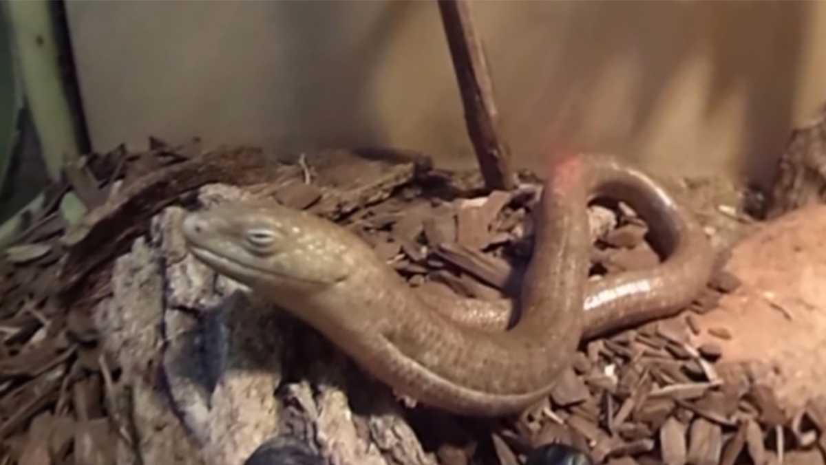 360 Video Get up close to legless lizards at Sac Zoo