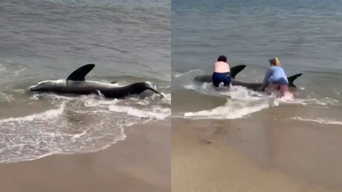 Beachgoers rescue great white shark on Nantucket