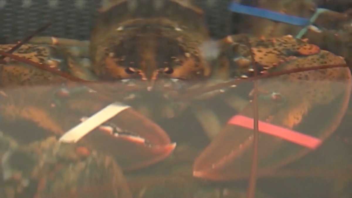 Lobster season is open in Cape Cod Bay after delay