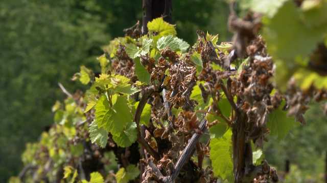Mid-May frost damages many grape, blueberry, pear, peach and apple crops across region - Vimarsana News