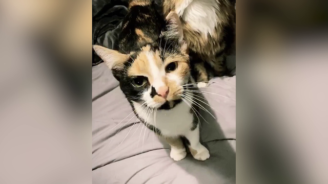 Beloved cat returned to Massachusetts owner after over 18 months - Vimarsana News