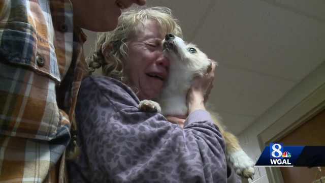 Dog missing for weeks in Adams County reunited with family - Vimarsana News