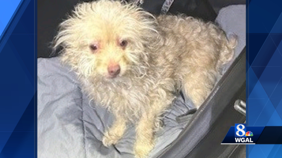 Police in Cumberland County seek owner of abandoned dog - Vimarsana News