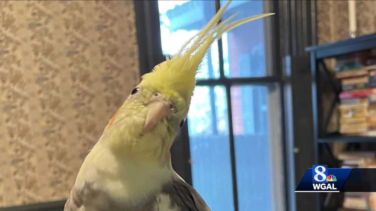 Cockatiel store andy griffith