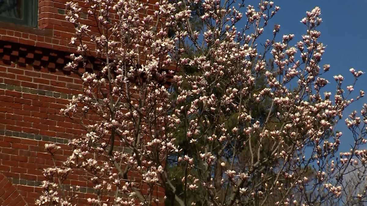 Massachusetts' warm winter brings earlier allergy season