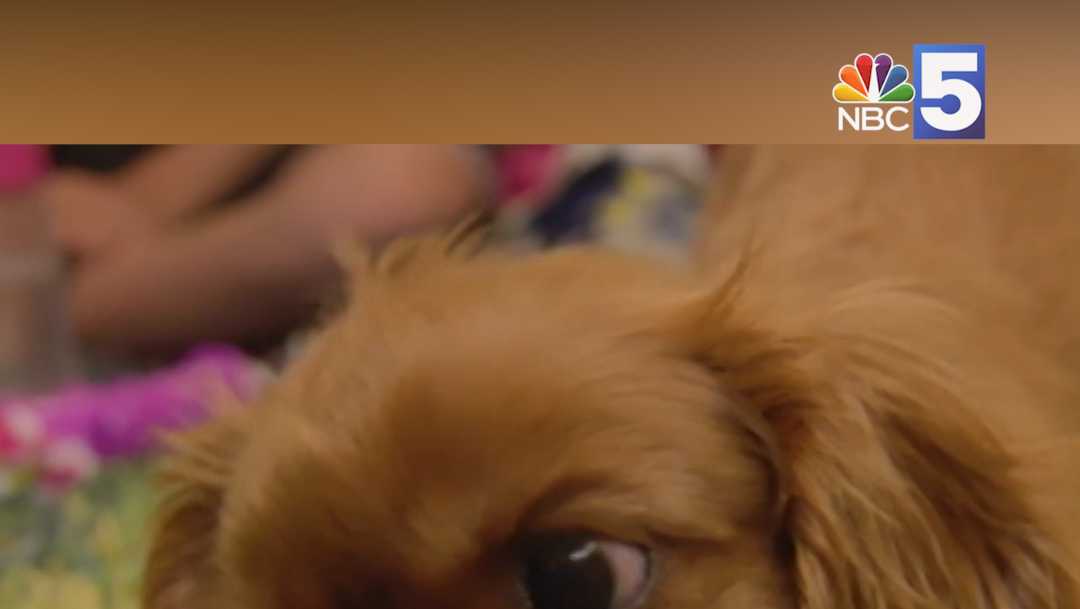 Watch: Vermont teen's wish of a new puppy is granted