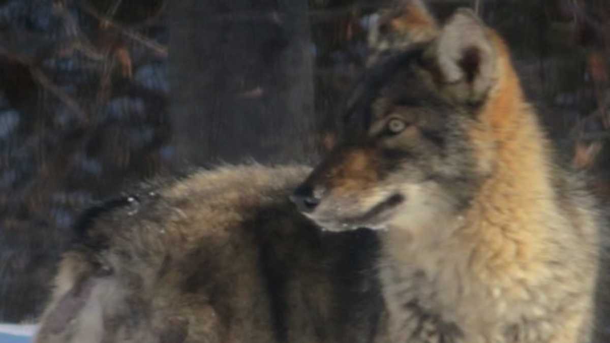 Mangy coyote spotted in Maine city; residents concerned about pets
