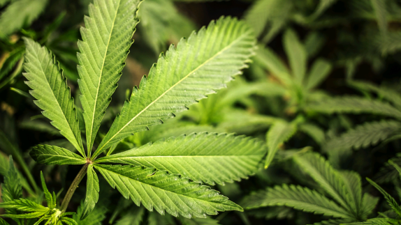 Ohio votes to legalize marijuana - Vimarsana News