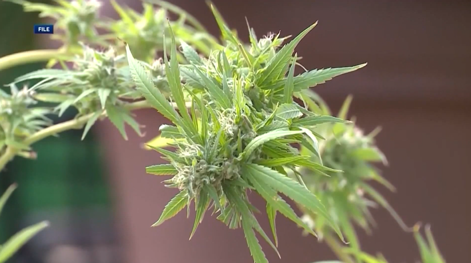 koco.com - Dacoda Wahpekeche - How could Oklahoma lawmakers put medical marijuana back on the ballot for a vote of the people?