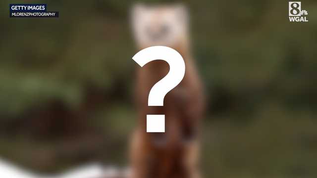 Pa. Game Commission may reintroduce American marten - Vimarsana News