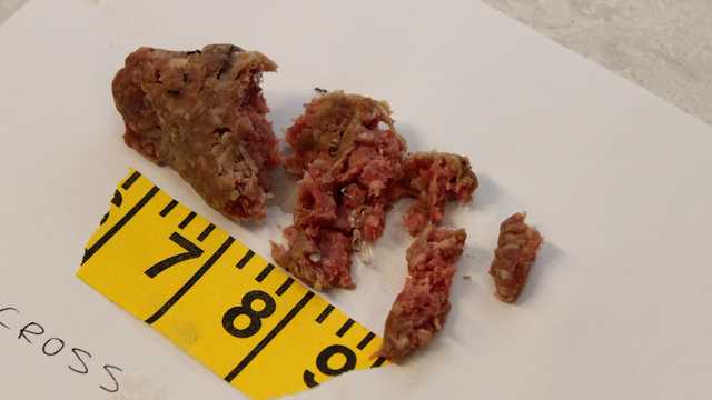 Raw meatballs mixed with broken glass found in Mass. neighborhood - Vimarsana News