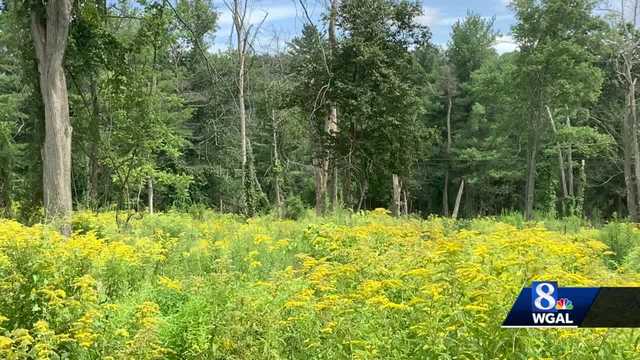 Major transformation underway at Michaux State Forest - Vimarsana News