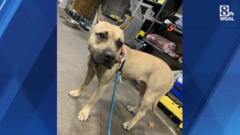 Abandoned dog found chained to fence in Dauphin County